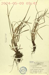 Carex remotiflora Hay