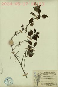 Wedelia robusta (Makino) Kitam.