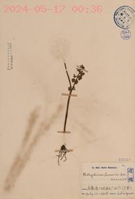 Botrychium lunaria Sw.