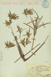 Spinifex littoreus (Burm.f.) Merr.