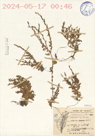 Erythraea spicata Pers.