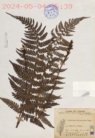 Polystichum piceopaleaceum Tagawa