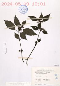 Pilea brevicornuta Hayata